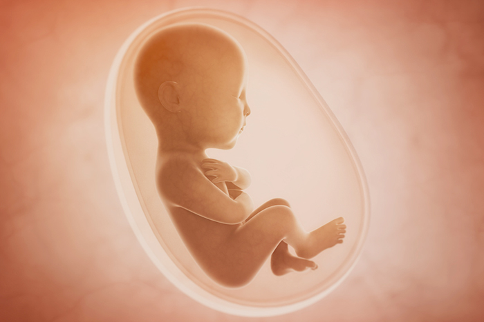 子宮 腹中胎兒生活十個月的地方